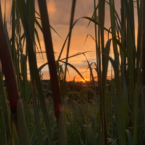 Meet your Posher, Lillie - Picture 1 of 1